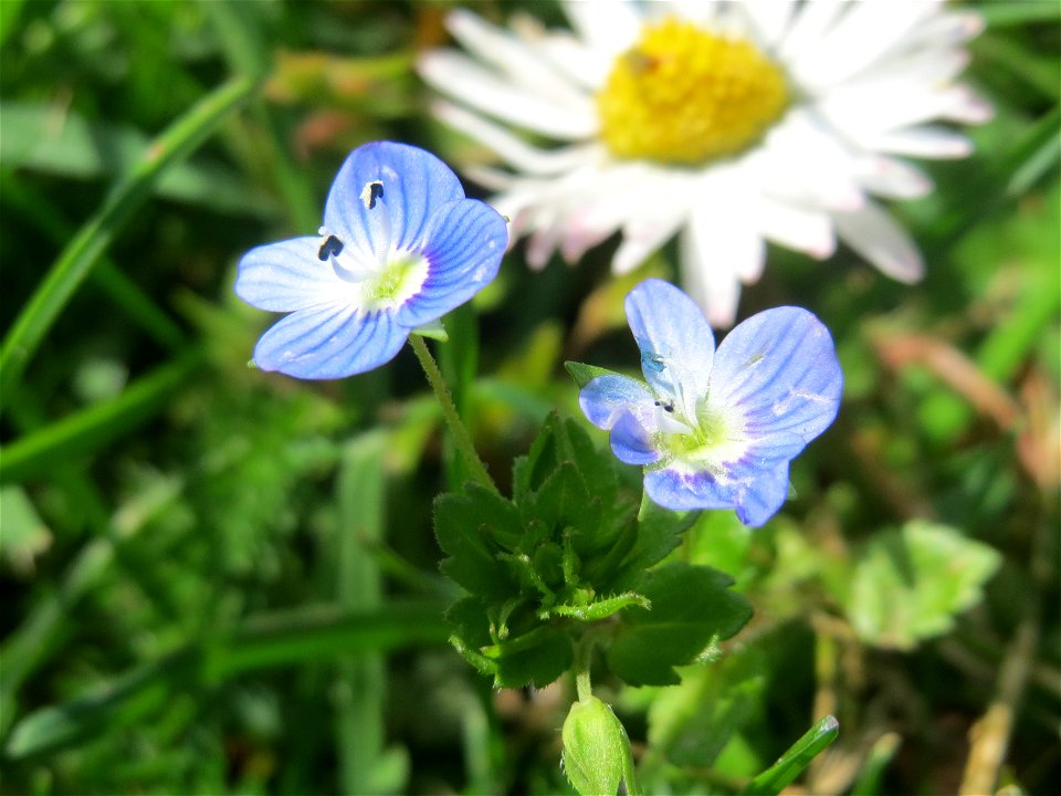 Persischer Ehrenpreis (Veronica persica) in Heidelberg