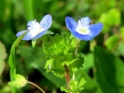Persischer Ehrenpreis (Veronica persica) im Neuenheimer Feld in Heidelberg