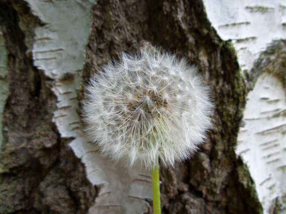 Spring summer nature