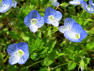 Persischer Ehrenpreis (Veronica persica) im Neuenheimer Feld in Heidelberg