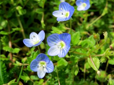 Persischer Ehrenpreis (Veronica persica) im Neuenheimer Feld in Heidelberg