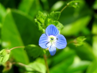 Persischer Ehrenpreis (Veronica persica) im Neuenheimer Feld in Heidelberg