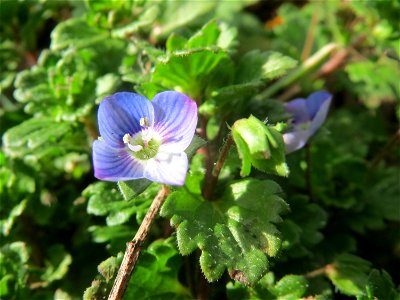 Persischer Ehrenpreis (Veronica persica) im Gartenschaupark Hockenheim
