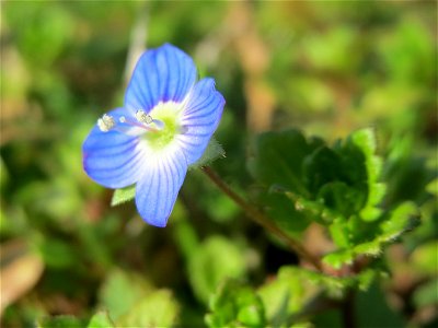 Ehrenpreis (Veronica persica) in Hockenheim - diese eingeschleppte Ehrenpreis-Art gehört längst zur häufigsten in Süddeutschland