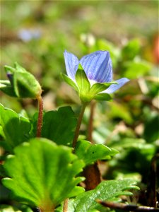 Persischer Ehrenpreis (Veronica persica) in Hockenheim - dieser aus dem Kaukasus eingeschleppte Ehrenpreis gehört längst zur häufigsten in Süddeutschland