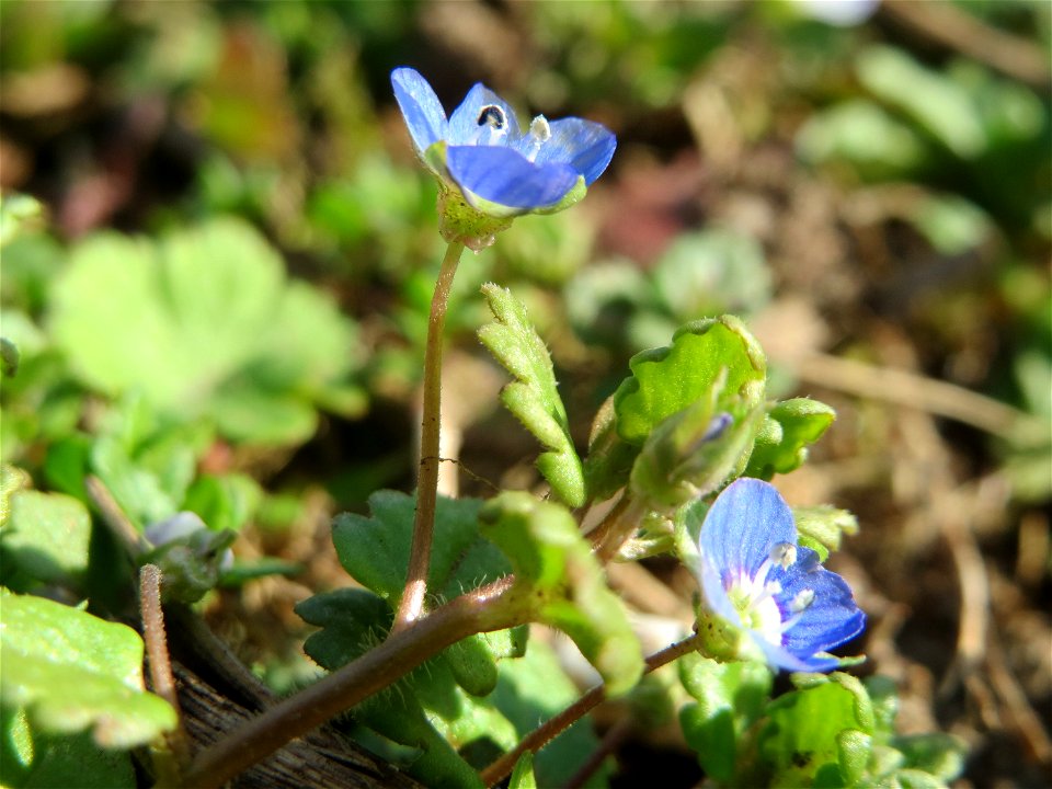 Ehrenpreis (Veronica persica) in Hockenheim - diese eingeschleppte Ehrenpreis-Art gehört längst zur häufigsten in Süddeutschland