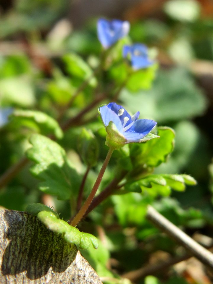 Persischer Ehrenpreis (Veronica persica) in Hockenheim - diese eingeschleppte Ehrenpreis-Art gehört längst zur häufigsten in Süddeutschland