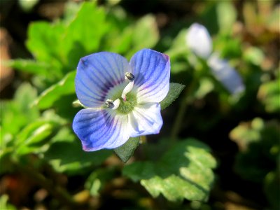 Persischer Ehrenpreis (Veronica persica) im Gartenschaupark Hockenheim