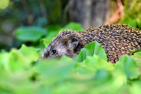 Foraging nocturnal cute