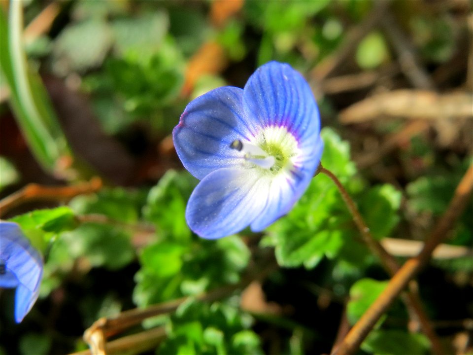 Persischer Ehrenpreis (Veronica persica) in Hockenheim