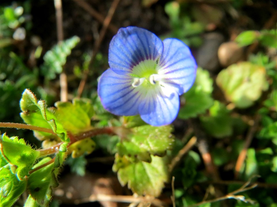 Persischer Ehrenpreis (Veronica persica) in Hockenheim