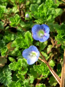 Persischer Ehrenpreis (Veronica persica) in Hockenheim