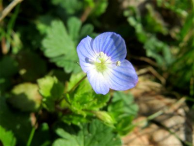 Persischer Ehrenpreis (Veronica persica) in Hockenheim