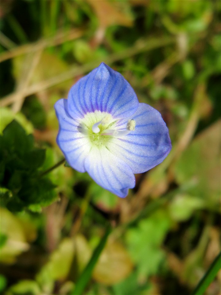 Persischer Ehrenpreis (Veronica persica) in Hockenheim
