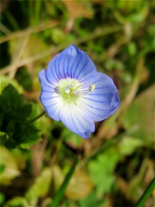 Persischer Ehrenpreis (Veronica persica) in Hockenheim