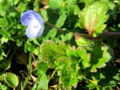 Persischer Ehrenpreis (Veronica persica) in Hockenheim