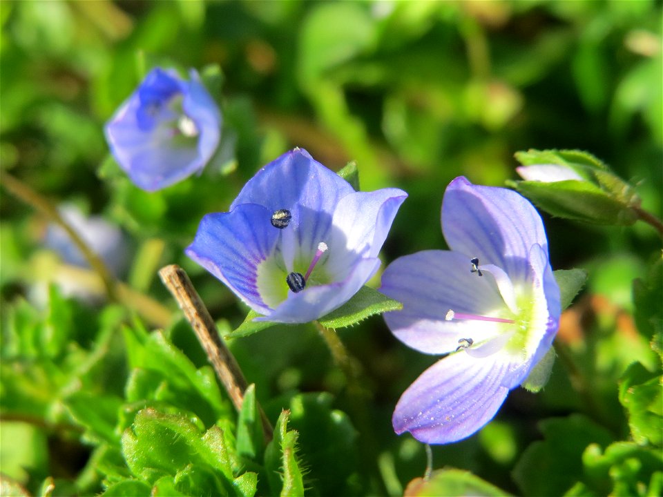Persischer Ehrenpreis (Veronica persica) im Gartenschaupark Hockenheim
