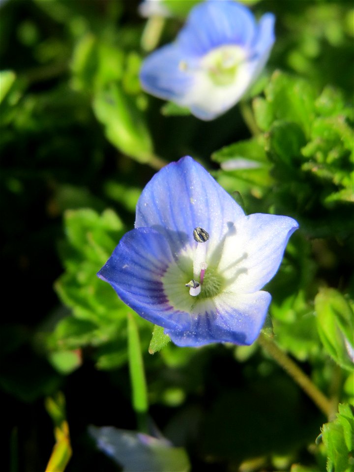 Persischer Ehrenpreis (Veronica persica) im Gartenschaupark Hockenheim