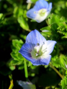 Persischer Ehrenpreis (Veronica persica) im Gartenschaupark Hockenheim