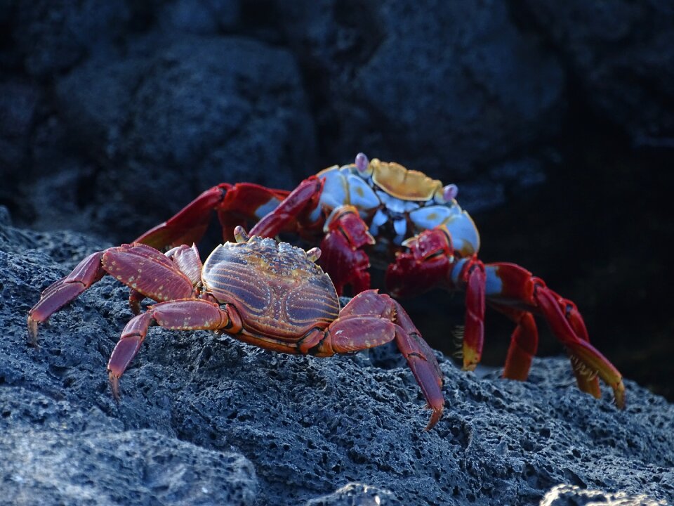 Galapagos shellfish crustacean