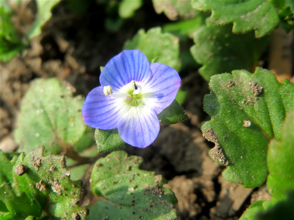 Persischer Ehrenpreis (Veronica persica) im Hockenheimer Rheinbogen