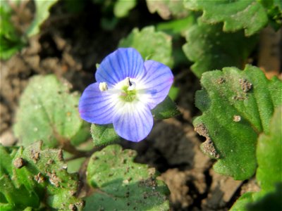 Persischer Ehrenpreis (Veronica persica) im Hockenheimer Rheinbogen