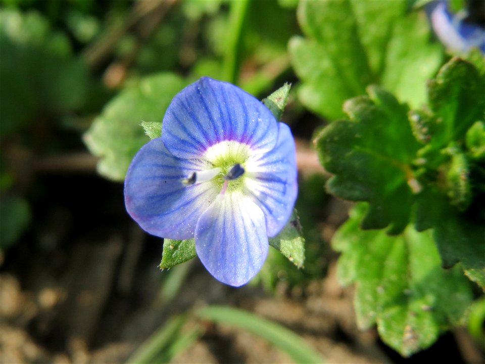 Persischer Ehrenpreis (Veronica persica) im Hockenheimer Rheinbogen