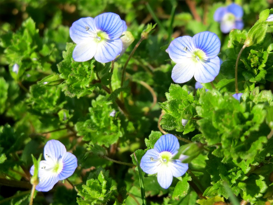 Persischer Ehrenpreis (Veronica persica) im Gartenschaupark Hockenheim