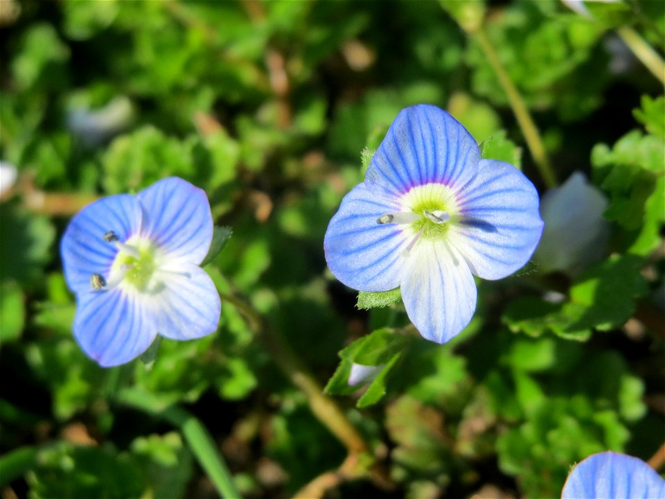 Persischer Ehrenpreis (Veronica persica) im Gartenschaupark Hockenheim