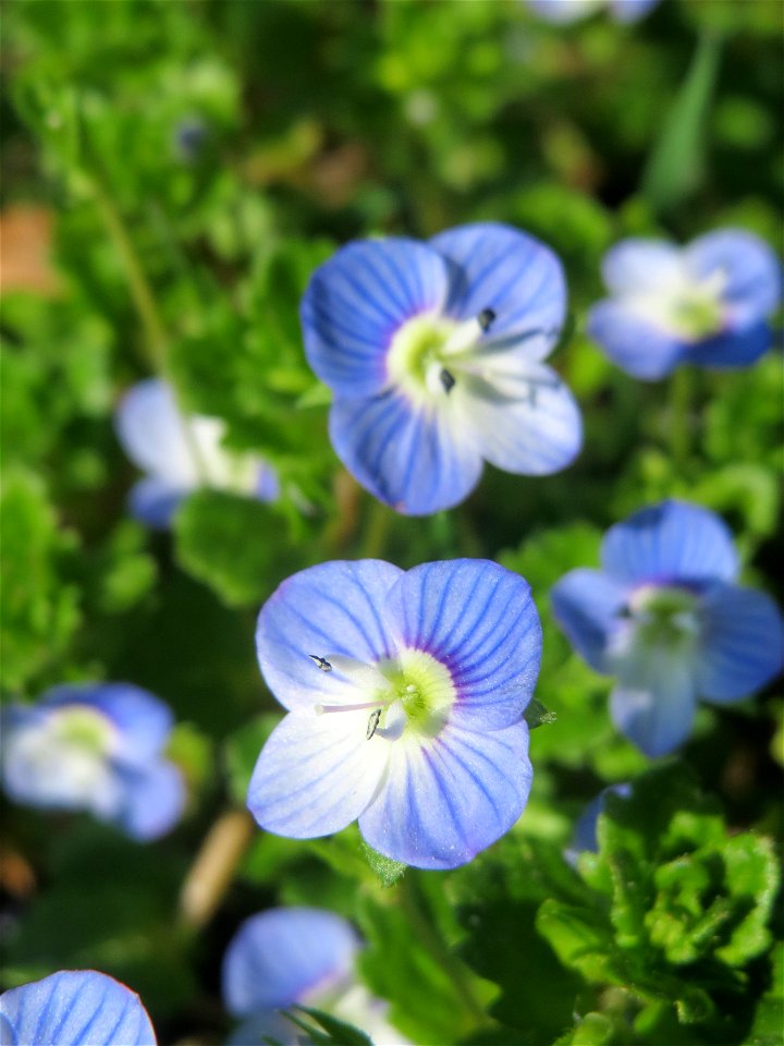 Persischer Ehrenpreis (Veronica persica) im Gartenschaupark Hockenheim