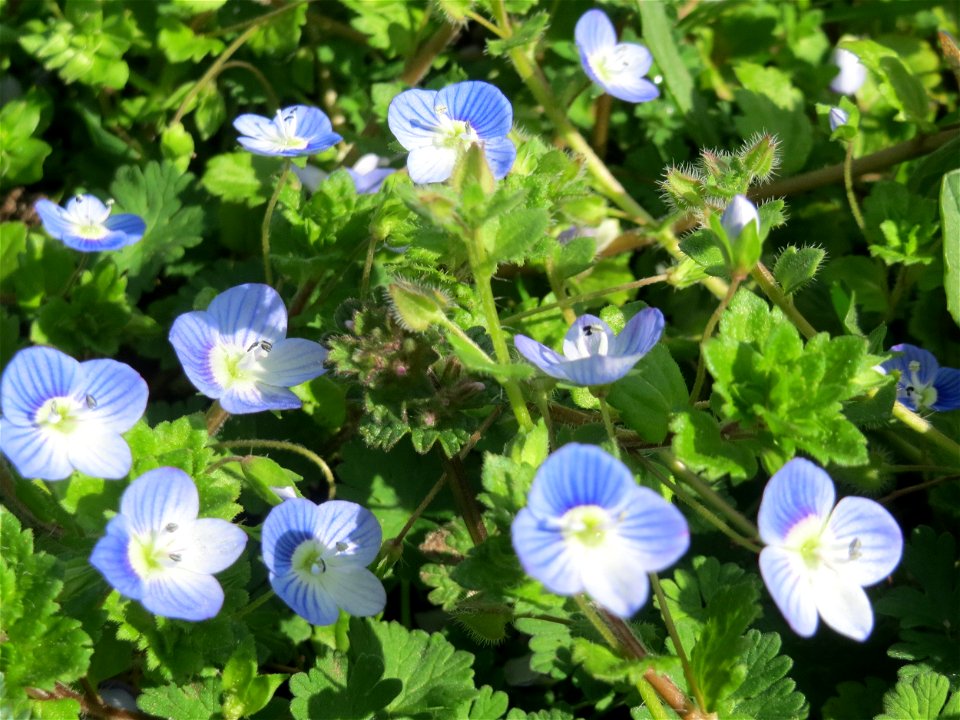 Persischer Ehrenpreis (Veronica persica) im Gartenschaupark Hockenheim