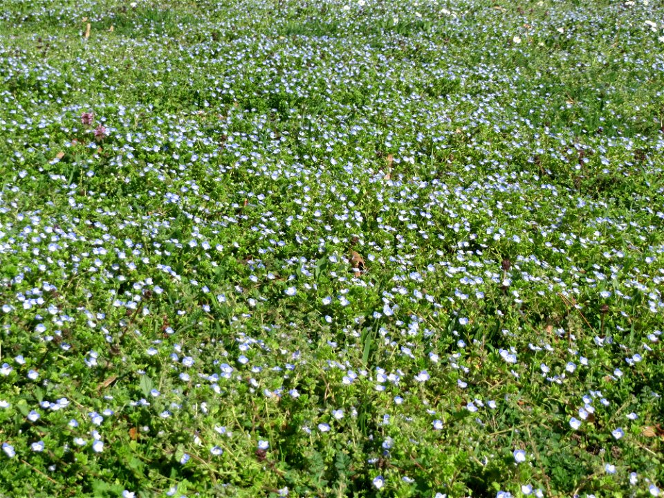Persischer Ehrenpreis (Veronica persica) im Gartenschaupark Hockenheim