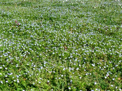 Persischer Ehrenpreis (Veronica persica) im Gartenschaupark Hockenheim