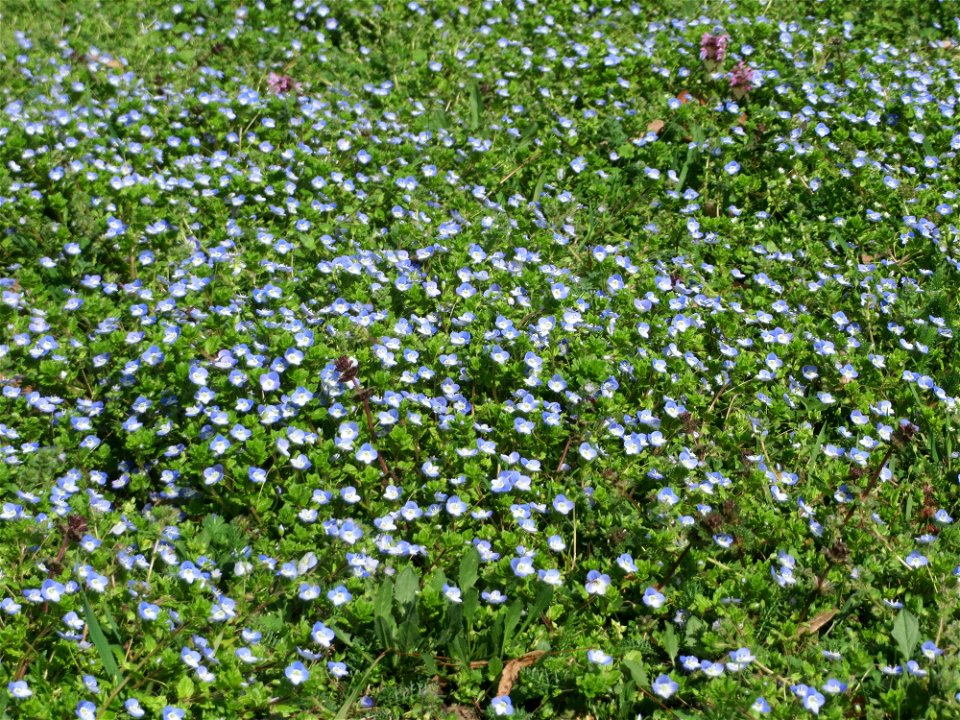 Persischer Ehrenpreis (Veronica persica) im Gartenschaupark Hockenheim