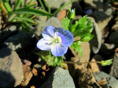 Persischer Ehrenpreis (Veronica persica) am Tierfriedhof in Alt-Saarbrücken