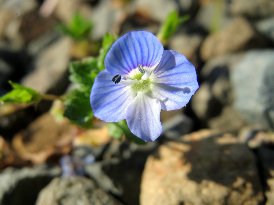 Persischer Ehrenpreis (Veronica persica) am Tierfriedhof in Alt-Saarbrücken