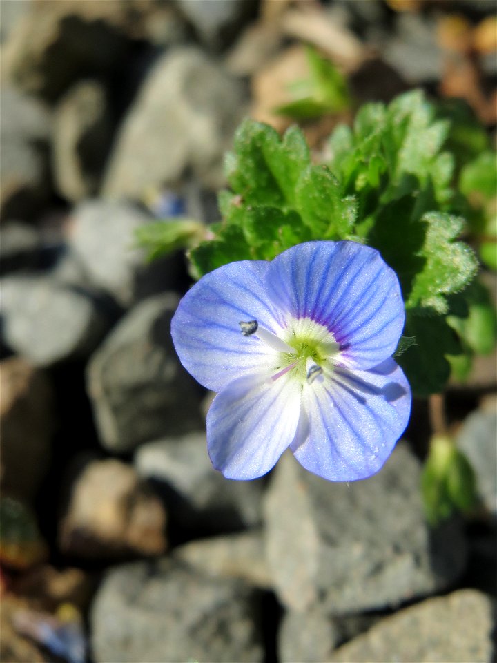 Persischer Ehrenpreis (Veronica persica) am Tierfriedhof in Alt-Saarbrücken