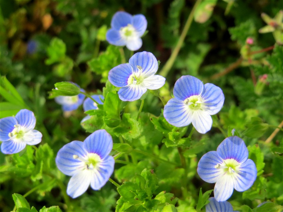 Persischer Ehrenpreis (Veronica persica) in Hockenheim