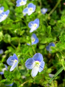 Persischer Ehrenpreis (Veronica persica) in Hockenheim