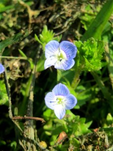 Persischer Ehrenpreis (Veronica persica) auf einem Grünstreifen zwischen Eisenbahnstraße und Am Damm in Hockenheim