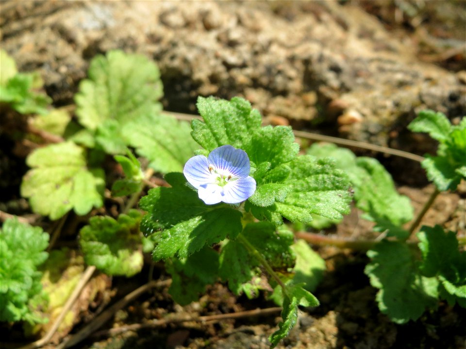 Persischer Ehrenpreis (Veronica persica) an der Saar am Bürgerpark Saarbrücken