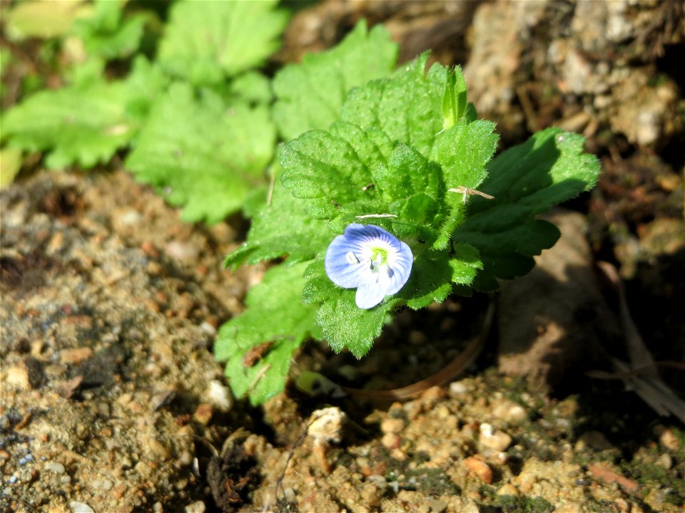 Persischer Ehrenpreis (Veronica persica) an der Saar am Bürgerpark Saarbrücken