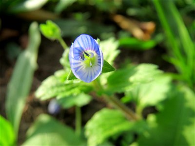Persischer Ehrenpreis (Veronica persica) auf einem Grünstreifen zwischen Eisenbahnstraße und Am Damm in Hockenheim - eingeschleppt aus dem Kaukasusraum und seit dem frühen 19.Jh. in ganz Mitteleuropa 