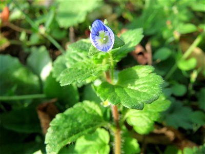 Persischer Ehrenpreis (Veronica persica) auf einem Grünstreifen zwischen Eisenbahnstraße und Am Damm in Hockenheim - eingeschleppt aus dem Kaukasusraum und seit dem frühen 19.Jh. in ganz Mitteleuropa 