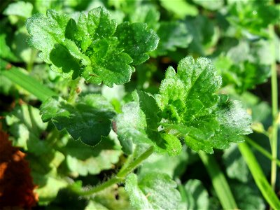 Persischer Ehrenpreis (Veronica persica) in der ehem. Bismarckanlage in Sankt Arnual - eingeschleppt aus Asien