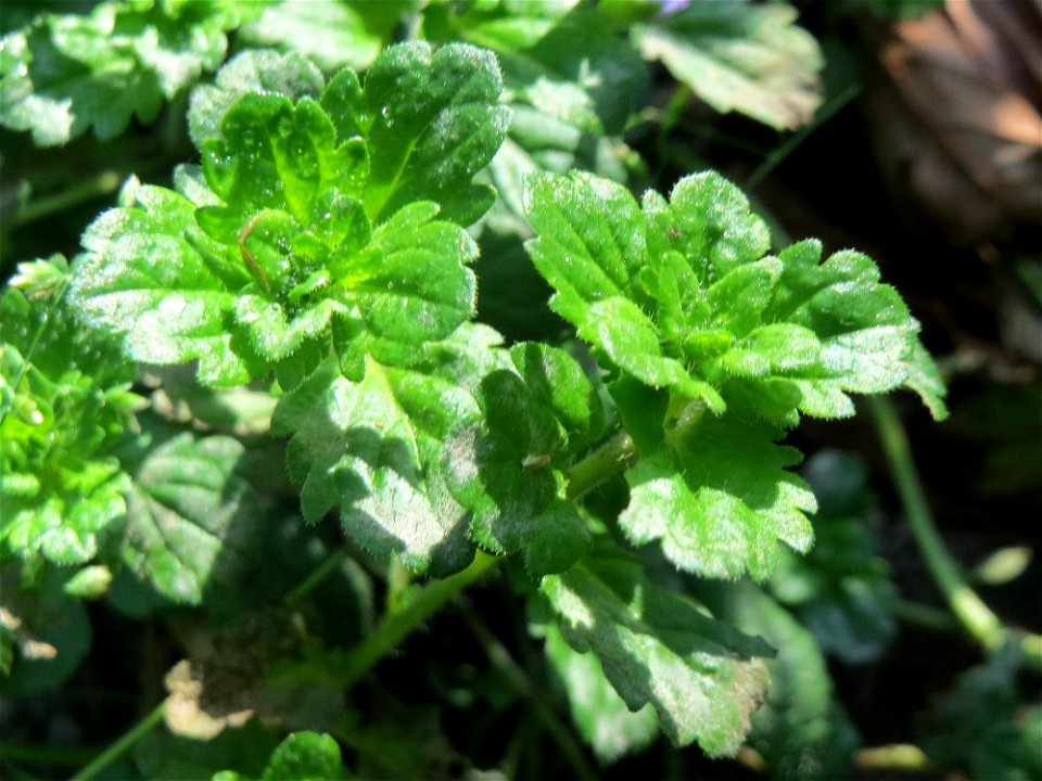Persischer Ehrenpreis (Veronica persica) in der ehem. Bismarckanlage in Sankt Arnual - eingeschleppt aus Asien