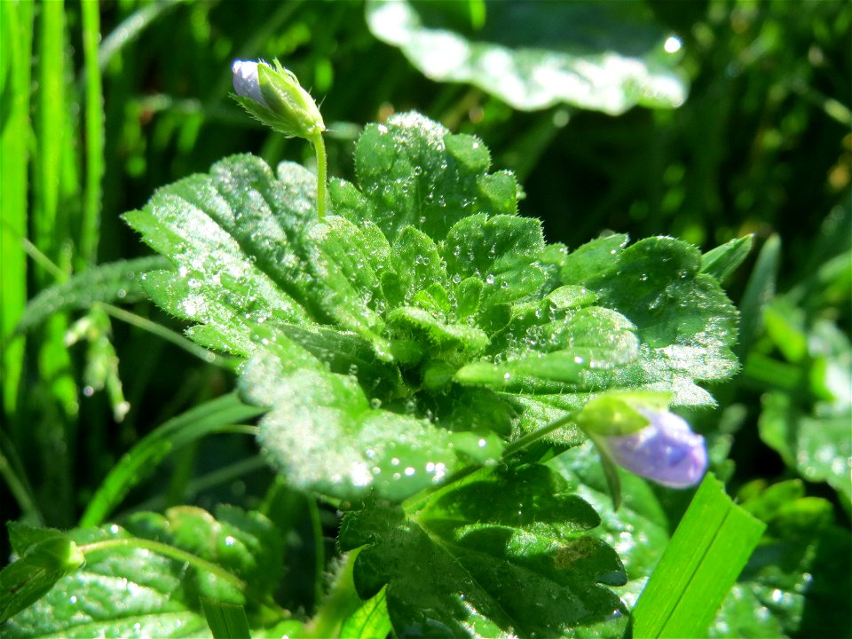 Persischer Ehrenpreis (Veronica persica) in der ehem. Bismarckanlage in Sankt Arnual - eingeschleppt aus Asien