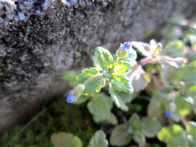 Persischer Ehrenpreis (Veronica persica) auf einer Wiese neben einer Tankstelle in Hockenheim - eingeschleppt aus dem Kaukasus