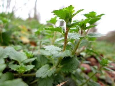 Persischer Ehrenpreis (Veronica persica) am Staden in Saarbrücken - eingeschleppt aus dem Kaukasus
