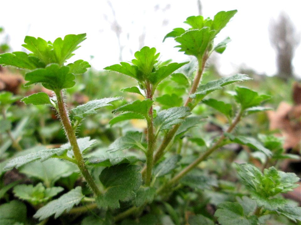 Persischer Ehrenpreis (Veronica persica) am Staden in Saarbrücken - eingeschleppt aus dem Kaukasus